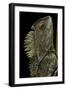 Gonocephalus Chamaeleontinus (Hump-Beaded Dragon)-Paul Starosta-Framed Photographic Print