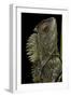 Gonocephalus Chamaeleontinus (Hump-Beaded Dragon)-Paul Starosta-Framed Photographic Print