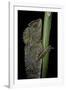 Gonocephalus Chamaeleontinus (Hump-Beaded Dragon)-Paul Starosta-Framed Photographic Print