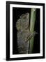 Gonocephalus Chamaeleontinus (Hump-Beaded Dragon)-Paul Starosta-Framed Photographic Print