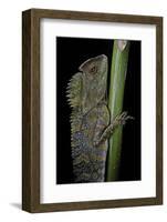 Gonocephalus Chamaeleontinus (Hump-Beaded Dragon)-Paul Starosta-Framed Photographic Print