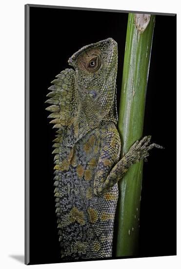 Gonocephalus Chamaeleontinus (Hump-Beaded Dragon)-Paul Starosta-Mounted Photographic Print