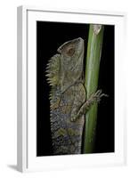 Gonocephalus Chamaeleontinus (Hump-Beaded Dragon)-Paul Starosta-Framed Photographic Print