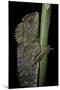 Gonocephalus Chamaeleontinus (Hump-Beaded Dragon)-Paul Starosta-Mounted Photographic Print