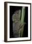 Gonocephalus Chamaeleontinus (Hump-Beaded Dragon)-Paul Starosta-Framed Photographic Print