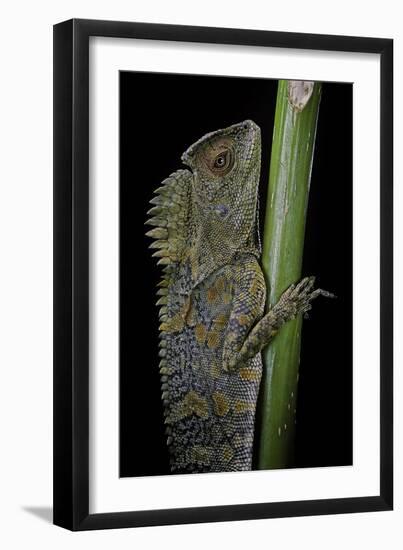 Gonocephalus Chamaeleontinus (Hump-Beaded Dragon)-Paul Starosta-Framed Photographic Print