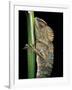 Gonocephalus Chamaeleontinus (Hump-Beaded Dragon)-Paul Starosta-Framed Photographic Print