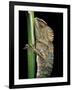 Gonocephalus Chamaeleontinus (Hump-Beaded Dragon)-Paul Starosta-Framed Photographic Print