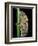 Gonocephalus Chamaeleontinus (Hump-Beaded Dragon)-Paul Starosta-Framed Photographic Print