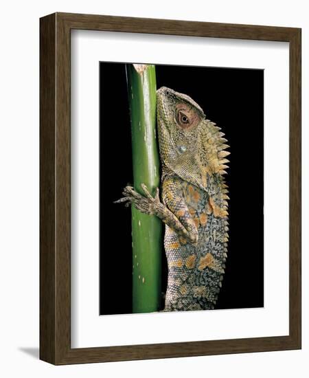 Gonocephalus Chamaeleontinus (Hump-Beaded Dragon)-Paul Starosta-Framed Photographic Print