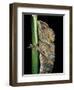 Gonocephalus Chamaeleontinus (Hump-Beaded Dragon)-Paul Starosta-Framed Photographic Print