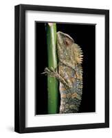 Gonocephalus Chamaeleontinus (Hump-Beaded Dragon)-Paul Starosta-Framed Photographic Print