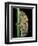 Gonocephalus Chamaeleontinus (Hump-Beaded Dragon)-Paul Starosta-Framed Photographic Print