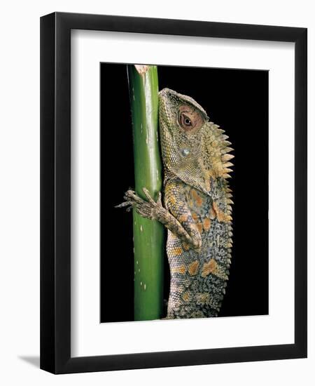 Gonocephalus Chamaeleontinus (Hump-Beaded Dragon)-Paul Starosta-Framed Photographic Print