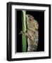 Gonocephalus Chamaeleontinus (Hump-Beaded Dragon)-Paul Starosta-Framed Photographic Print