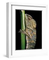 Gonocephalus Chamaeleontinus (Hump-Beaded Dragon)-Paul Starosta-Framed Photographic Print