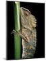 Gonocephalus Chamaeleontinus (Hump-Beaded Dragon)-Paul Starosta-Mounted Photographic Print