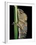 Gonocephalus Chamaeleontinus (Hump-Beaded Dragon)-Paul Starosta-Framed Photographic Print