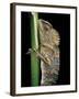 Gonocephalus Chamaeleontinus (Hump-Beaded Dragon)-Paul Starosta-Framed Photographic Print