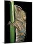 Gonocephalus Chamaeleontinus (Hump-Beaded Dragon)-Paul Starosta-Mounted Photographic Print