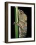 Gonocephalus Chamaeleontinus (Hump-Beaded Dragon)-Paul Starosta-Framed Photographic Print