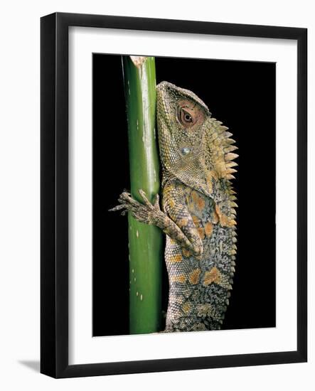 Gonocephalus Chamaeleontinus (Hump-Beaded Dragon)-Paul Starosta-Framed Photographic Print