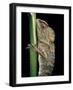 Gonocephalus Chamaeleontinus (Hump-Beaded Dragon)-Paul Starosta-Framed Photographic Print