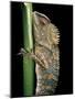 Gonocephalus Chamaeleontinus (Hump-Beaded Dragon)-Paul Starosta-Mounted Photographic Print