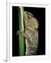 Gonocephalus Chamaeleontinus (Hump-Beaded Dragon)-Paul Starosta-Framed Photographic Print