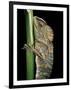 Gonocephalus Chamaeleontinus (Hump-Beaded Dragon)-Paul Starosta-Framed Photographic Print