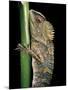 Gonocephalus Chamaeleontinus (Hump-Beaded Dragon)-Paul Starosta-Mounted Photographic Print