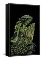 Gonocephalus Kuhlii (Hump-Beaded Dragon)-Paul Starosta-Framed Stretched Canvas