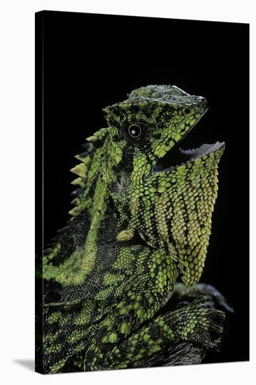 Gonocephalus Kuhlii (Hump-Beaded Dragon)-Paul Starosta-Stretched Canvas
