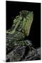 Gonocephalus Kuhlii (Hump-Beaded Dragon)-Paul Starosta-Mounted Premium Photographic Print