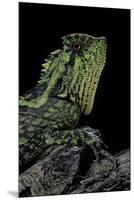 Gonocephalus Kuhlii (Hump-Beaded Dragon)-Paul Starosta-Mounted Premium Photographic Print