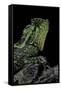 Gonocephalus Kuhlii (Hump-Beaded Dragon)-Paul Starosta-Framed Stretched Canvas