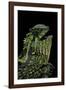 Gonocephalus Kuhlii (Hump-Beaded Dragon)-Paul Starosta-Framed Photographic Print