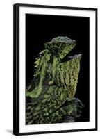 Gonocephalus Kuhlii (Hump-Beaded Dragon)-Paul Starosta-Framed Photographic Print