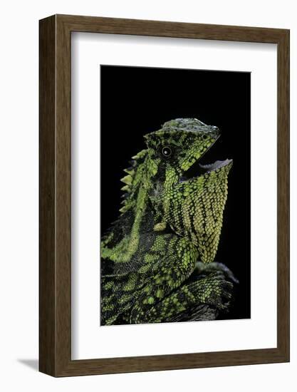 Gonocephalus Kuhlii (Hump-Beaded Dragon)-Paul Starosta-Framed Photographic Print