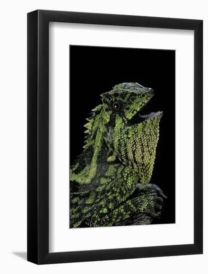 Gonocephalus Kuhlii (Hump-Beaded Dragon)-Paul Starosta-Framed Photographic Print