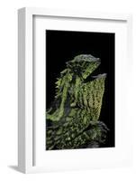 Gonocephalus Kuhlii (Hump-Beaded Dragon)-Paul Starosta-Framed Photographic Print