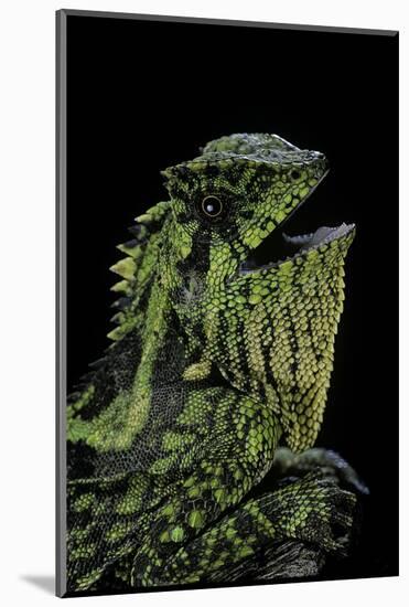 Gonocephalus Kuhlii (Hump-Beaded Dragon)-Paul Starosta-Mounted Photographic Print