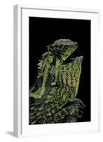 Gonocephalus Kuhlii (Hump-Beaded Dragon)-Paul Starosta-Framed Photographic Print