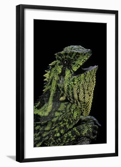 Gonocephalus Kuhlii (Hump-Beaded Dragon)-Paul Starosta-Framed Photographic Print