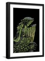 Gonocephalus Kuhlii (Hump-Beaded Dragon)-Paul Starosta-Framed Photographic Print