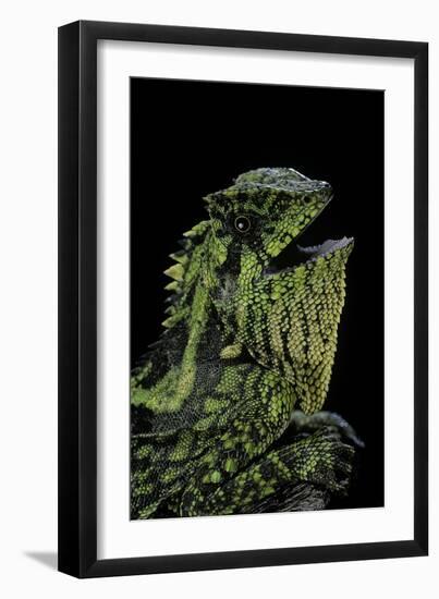 Gonocephalus Kuhlii (Hump-Beaded Dragon)-Paul Starosta-Framed Photographic Print