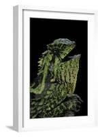 Gonocephalus Kuhlii (Hump-Beaded Dragon)-Paul Starosta-Framed Photographic Print