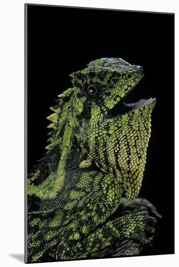 Gonocephalus Kuhlii (Hump-Beaded Dragon)-Paul Starosta-Mounted Photographic Print