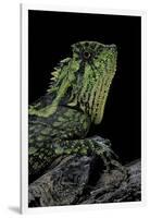 Gonocephalus Kuhlii (Hump-Beaded Dragon)-Paul Starosta-Framed Photographic Print