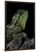 Gonocephalus Kuhlii (Hump-Beaded Dragon)-Paul Starosta-Framed Photographic Print